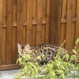 Photo de chat trouvé à Villejuif