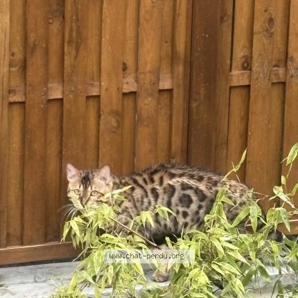 Photo 1/1 Chat trouvé Trouvé à Villejuif