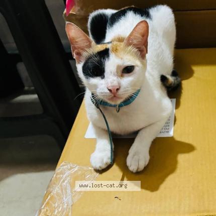 Photo 1/1 KANNU Chat perdu à Mumbai