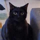 Photo de chat perdu à Lyon