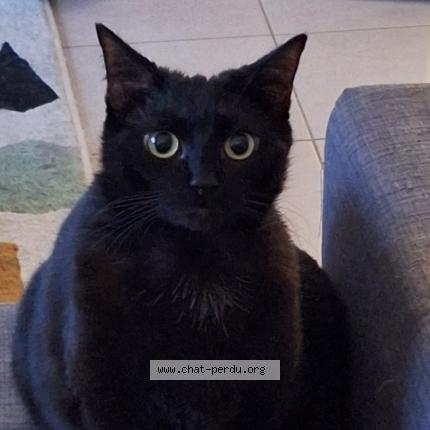 Photo 1/1 Kirby Chat perdu à Lyon