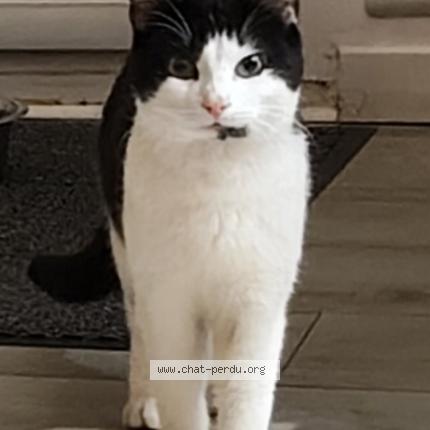 Photo 1/1 Chat trouvé Trouvé à Joue les tours
