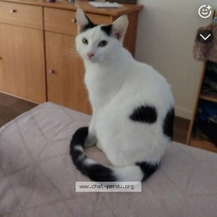 Photo 1/1 Vanessa Rougeau Chat perdu à Izon