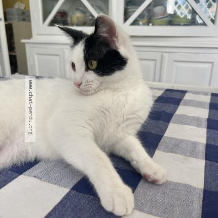 Photo de chat perdu à Villenave D Ornon