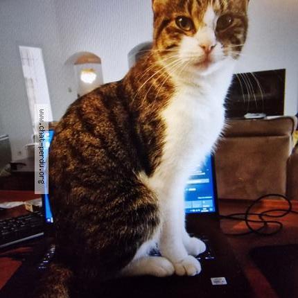 Photo de chat perdu à Rognonas