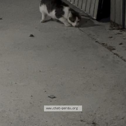 Photo 1/1 Chat trouvé Trouvé à Saint etienne
