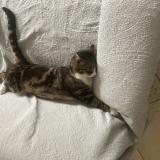 Photo de chat perdu à Ardillieres