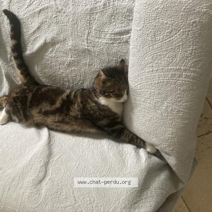 Photo 1/1 Filou Chat perdu à Ardillieres