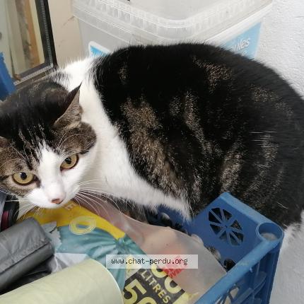 Photo 1/1 Chat trouvé Trouvé à Chambly