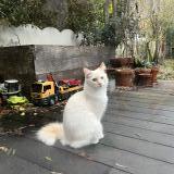 Photo de chat perdu à Schaerbeek