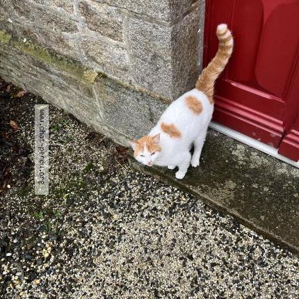 Photo 1/1 Chat trouvé Trouvé à Le parc