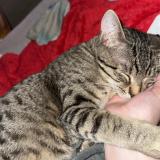 Photo de chat perdu à Meistratzheim