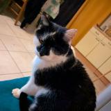 Photo de chat perdu à Missillac