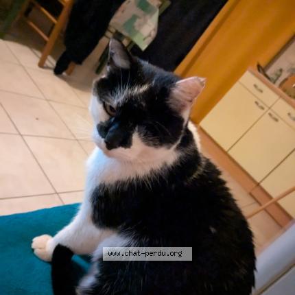 Photo 1/1 Felix Chat perdu à Missillac