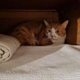 Photo de chat perdu à Chelles