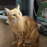 Photo de chat perdu à Alicante