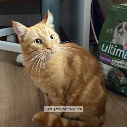 Photo 1/1 Laure Chat perdu à Alicante