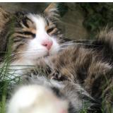 Photo de chat perdu à Davayat