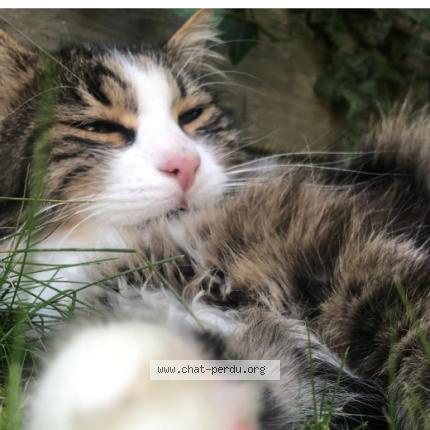 Photo 1/1 PAN Chat perdu à Davayat