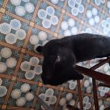 Photo de chat trouvé à Clermont Ferrand