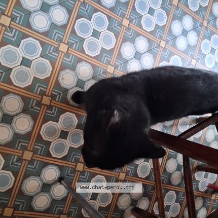 Photo 1/1 Chat trouvé Trouvé à Clermont ferrand