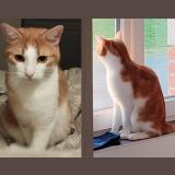 Photo de chat perdu à St Jean De Monts