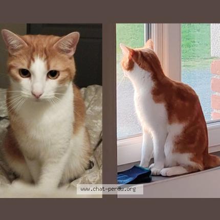 Photo 1/1 Diaval Chat perdu à St jean de monts