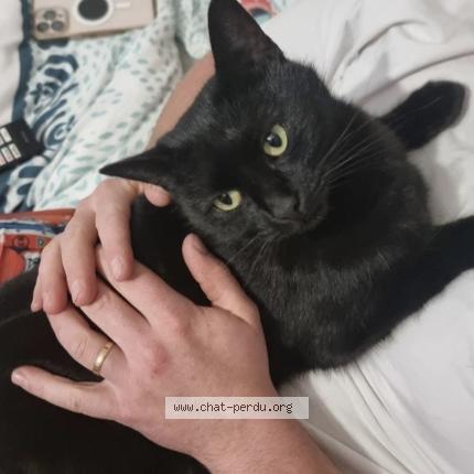 Photo 1/1 Ellesse Chat perdu à Etrelle sur aube