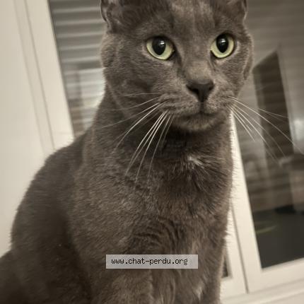 Photo de chat perdu à Paris