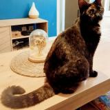 Photo de chat trouvé à Malataverne