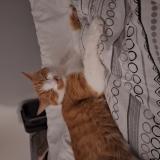 Photo de chat perdu à Le Mans