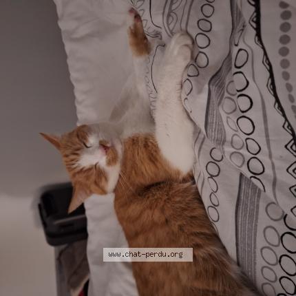 Photo 1/1 Jimmy Chat perdu à Le mans