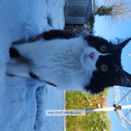Photo 1/1 Chat retrouvé Perdu à Lyon
