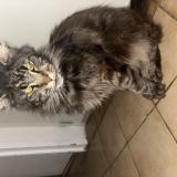 Photo de chat perdu à Pouilly