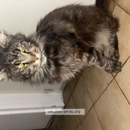 Photo 1/1 Ulysse Chat perdu à Pouilly