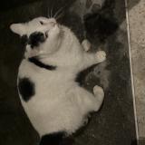 Photo de chat trouvé à Sainte Genevieve Des Bois