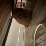 Photo de chat trouvé à La Palme