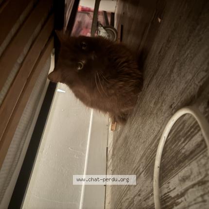 Photo 1/1 Chat trouvé Trouvé à La palme