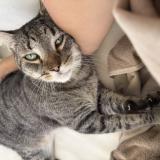 Photo de chat perdu à Sainte Anne