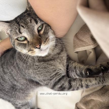 Photo 1/1 Tikiyou Chat perdu à Sainte anne
