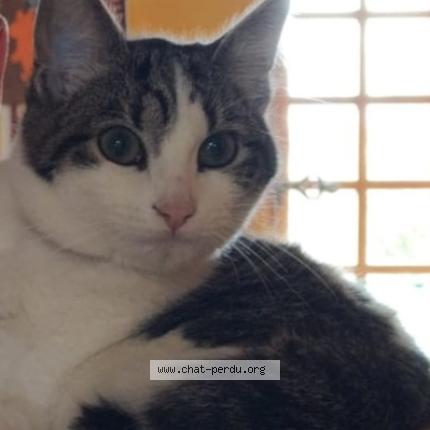 Photo 1/1 Moka Chat perdu à Erdre en anjou