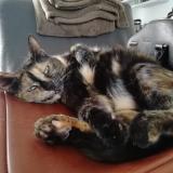 Photo de chat perdu à Draguignan