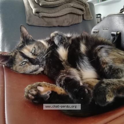 Photo 1/1 Psylow Chat perdu à Draguignan