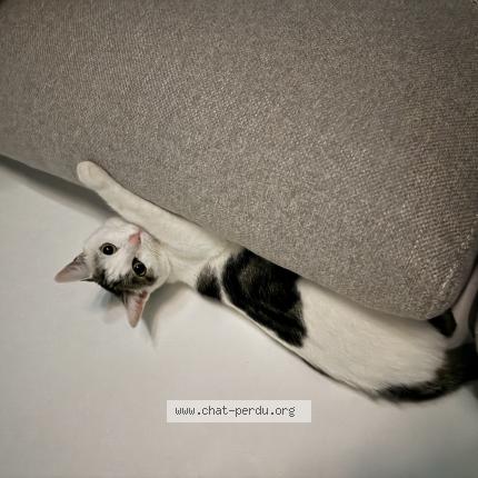 Photo de chat perdu à Auch