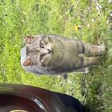 Photo de chat trouvé à Philondenx