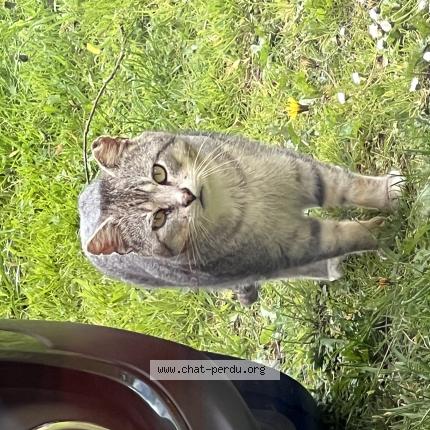 Photo 1/1 Chat trouvé Trouvé à Philondenx