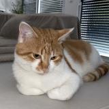 Photo de chat perdu à Saint Chamond