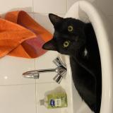 Photo de chat perdu à Vannes