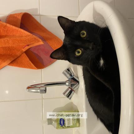 Photo 1/1 lilo Chat perdu à Vannes