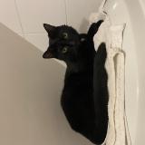 Photo de chat perdu à Vannes